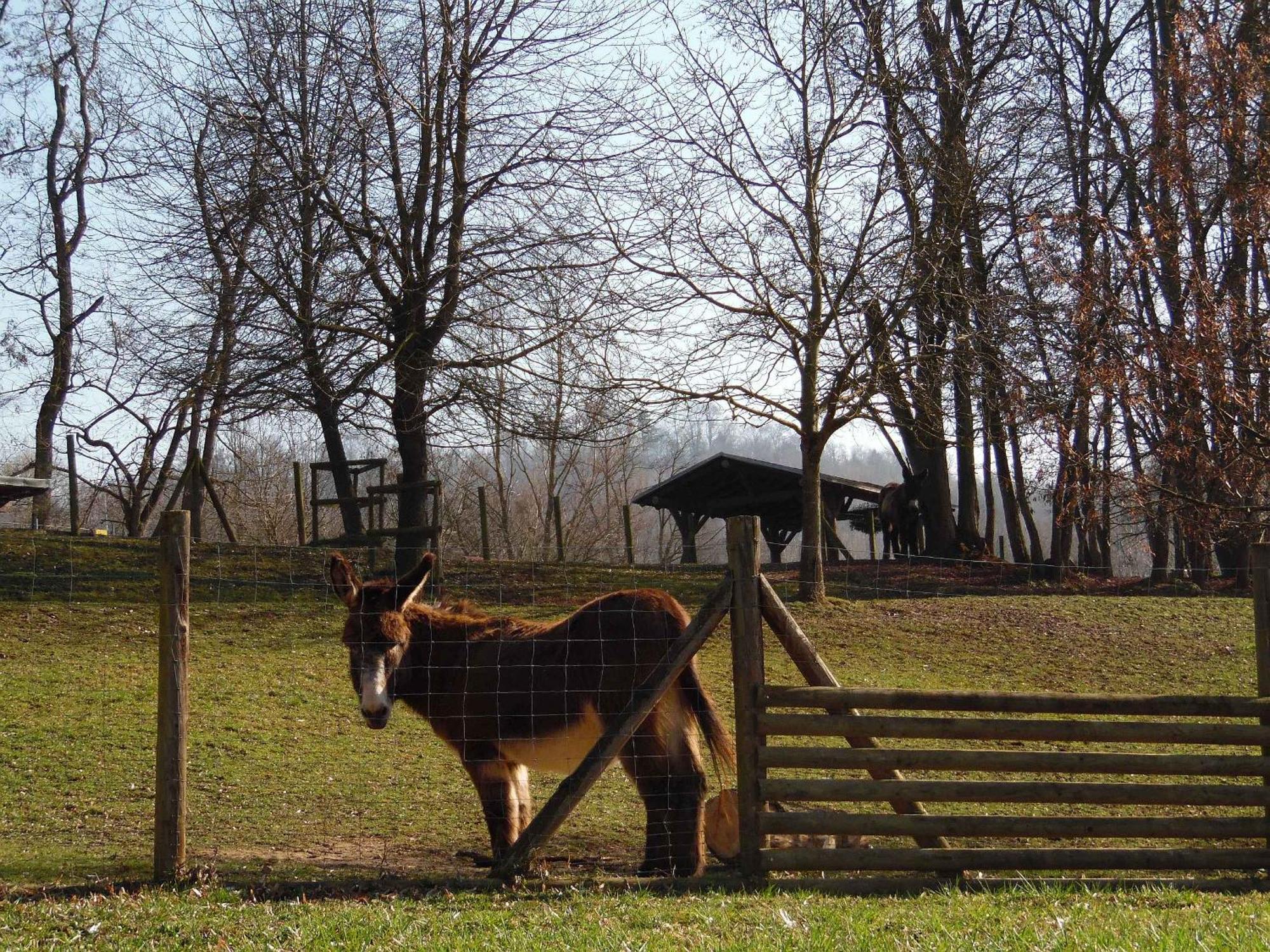 Ferienwohnungen Hog , Ringsheim Buitenkant foto