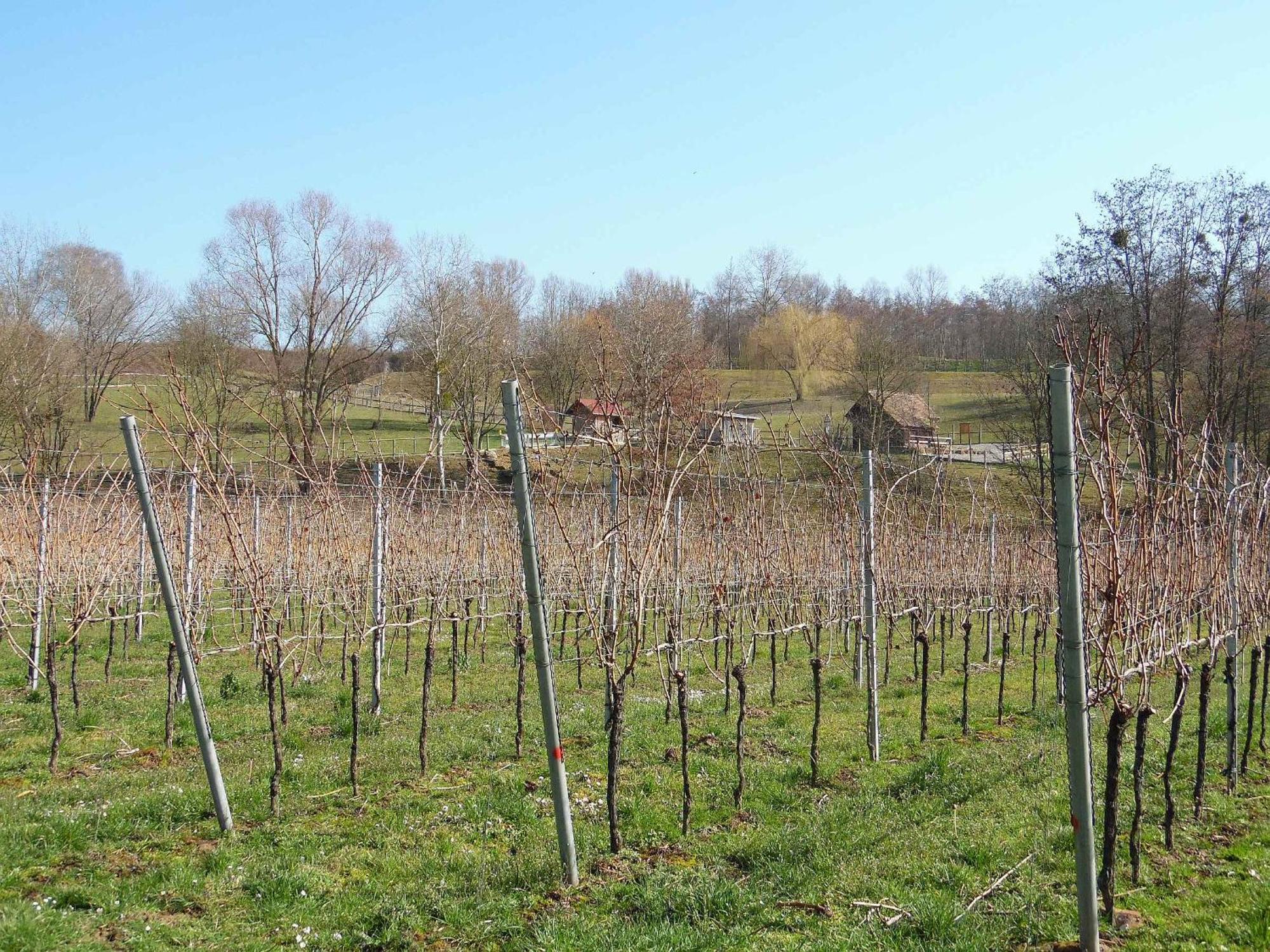 Ferienwohnungen Hog , Ringsheim Buitenkant foto