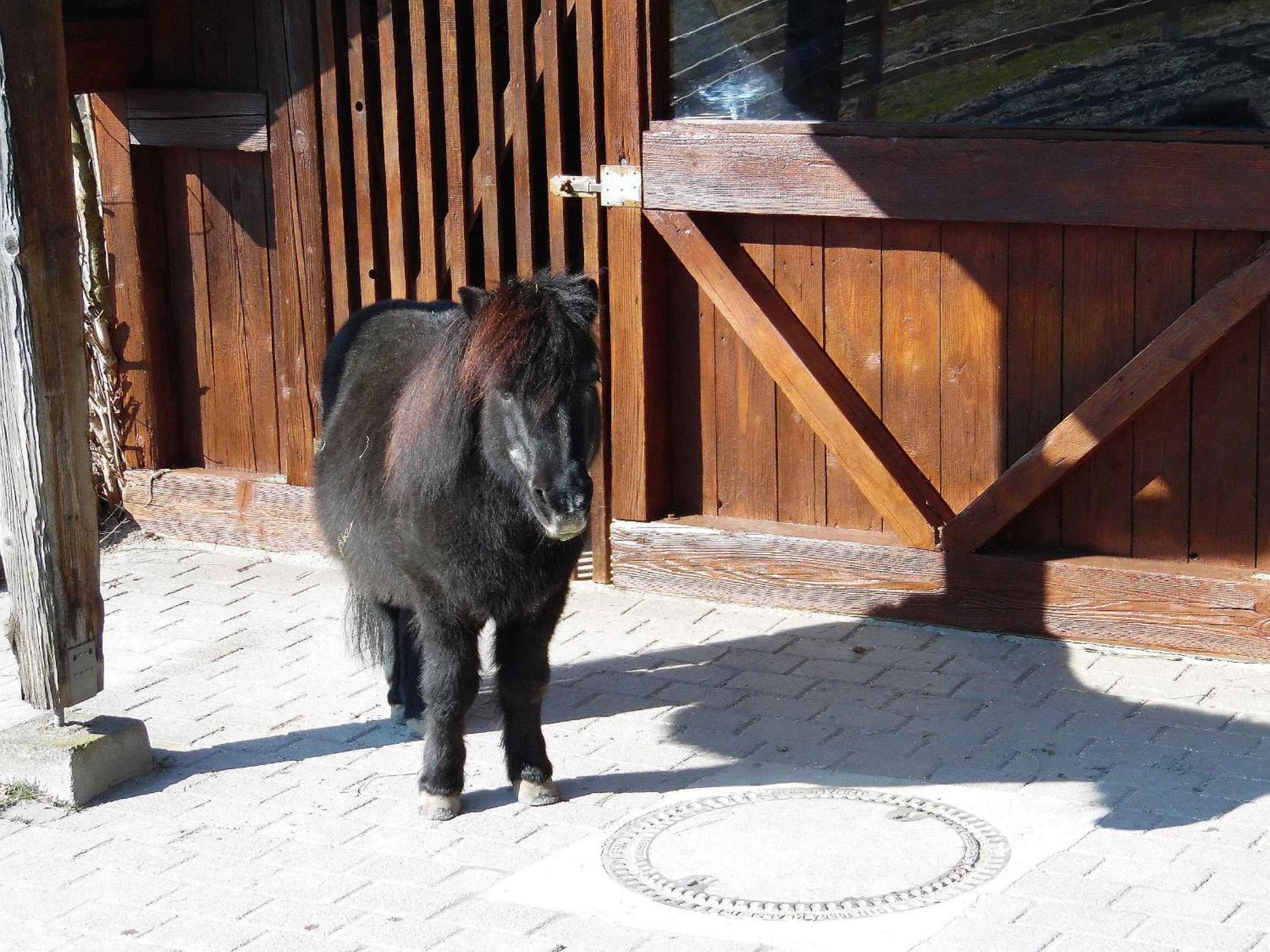 Ferienwohnungen Hog , Ringsheim Buitenkant foto